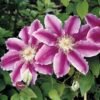 clematis dr ruppel 600x360 1