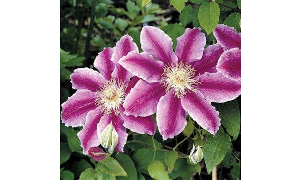 clematis dr ruppel 600x360 1 clematis dr ruppel 600x360 1