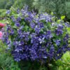 clematis durandii 3