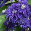 clematis multi blue 8417 1 p