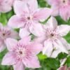 clematis pink fantasy p5382 41234 zoom