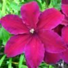 clematis westerplatte 8728 p
