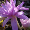 colchicum autumnale pleniflora