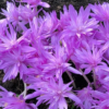 colchicum autumnale pleniflora1