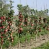 columnar apple trees pruning