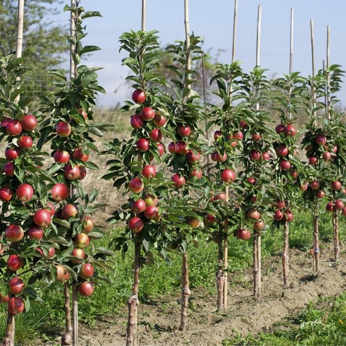 columnar apple trees pruning columnar apple trees pruning
