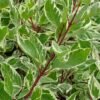 cornus alba elegantissima 01