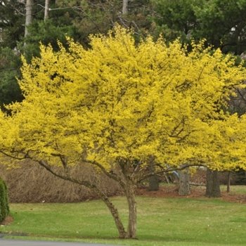 cornus mas cornus mas