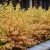 cornus sanguinea midwinter fire hedge