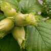 corylus webba