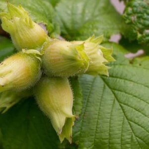 corylus webba