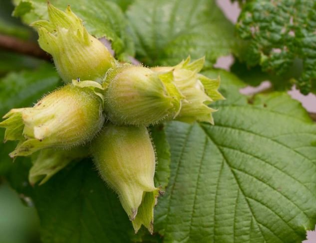 corylus webba corylus webba