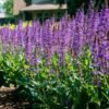 credit bloomin easy blue by you salvia 1