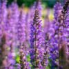 credit bloomin easy blue by you salvia 3