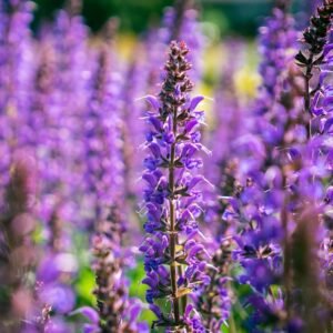 credit bloomin easy blue by you salvia 3