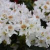 cunn white