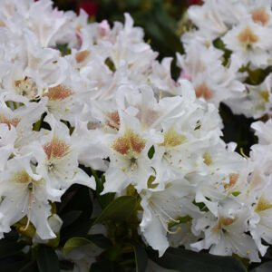 cunn white