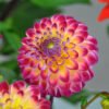 dahlia hapet daydream 01