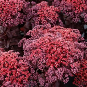 dark magic sedum telephium 71886 2 2600x2600 1 scaled 1