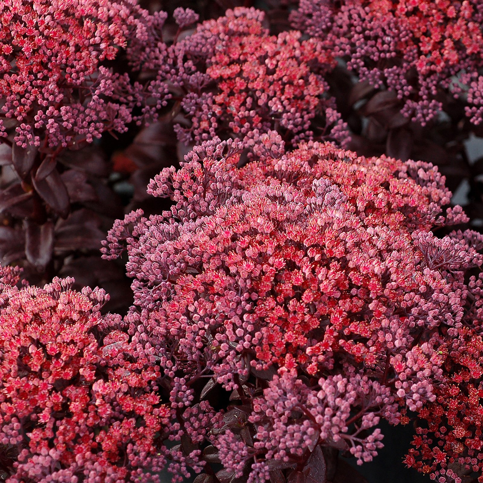 dark magic sedum telephium 71886 2 2600x2600 1 scaled 1 dark magic sedum telephium 71886 2 2600x2600 1 scaled 1