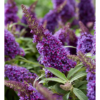 davido budleja buddleja davidii butterfly candy little purple