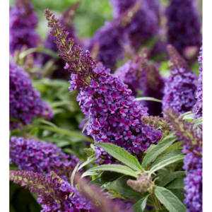 davido budleja buddleja davidii butterfly candy little purple