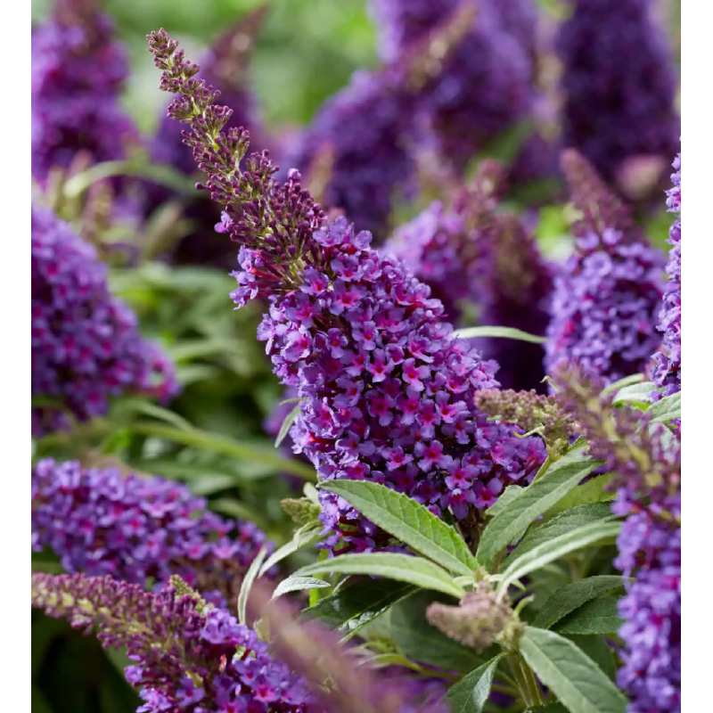 davido budleja buddleja davidii butterfly candy little purple davido budleja buddleja davidii butterfly candy little purple