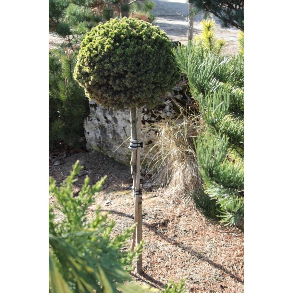 dendroforma gold dendroforma gold