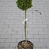 dendroforma gold0