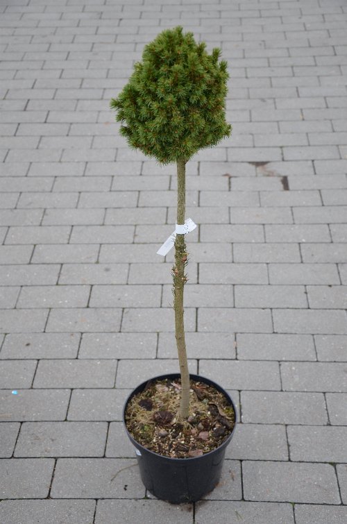 dendroforma gold0 dendroforma gold0