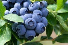 denis blue0