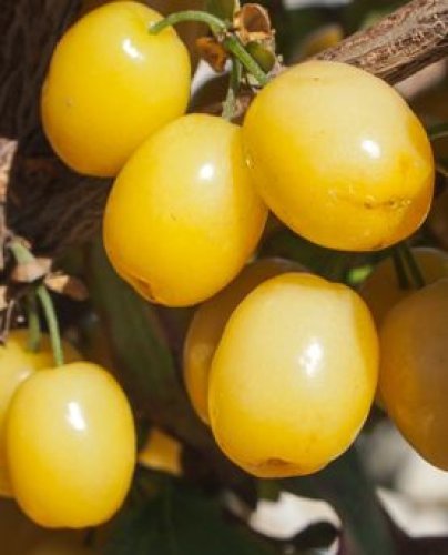deren jadalny jantarnyj cornus m 30 p deren jadalny jantarnyj cornus m 30 p