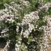 deutzia mont rose