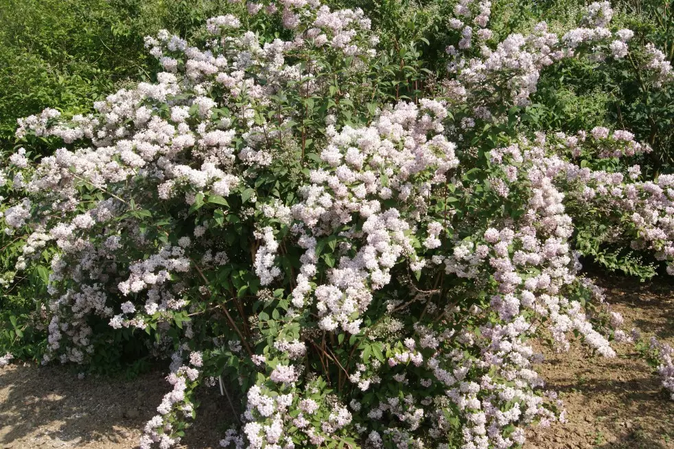 deutzia mont rose deutzia mont rose