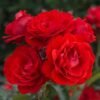 don zhuan 800x800 1