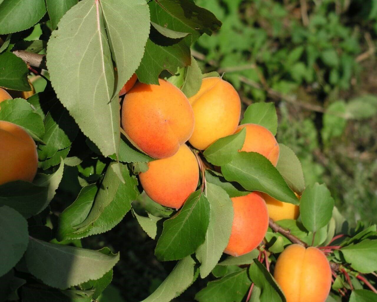 early orange early orange