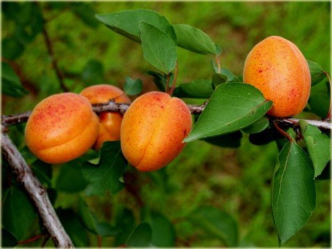 early orange0 early orange0