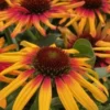 echinacea sunseekers echinacea sunseekers tequila 300x400 1