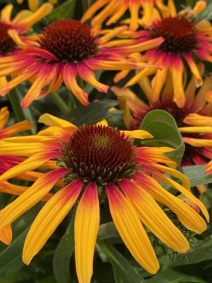 echinacea sunseekers echinacea sunseekers tequila 300x400 1 echinacea sunseekers echinacea sunseekers tequila 300x400 1