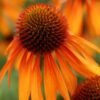 echinacea dutch royalty