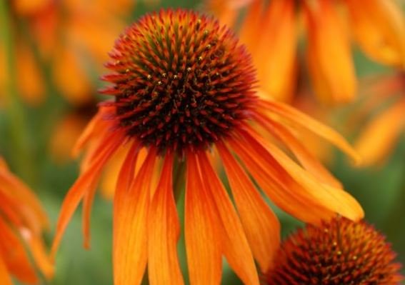 echinacea dutch royalty echinacea dutch royalty