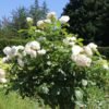 edelrose annapurna m069580 w 3