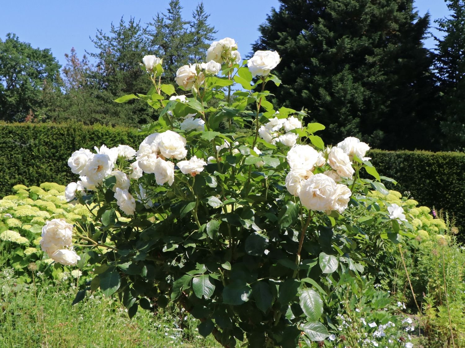 edelrose annapurna m069580 w 3 edelrose annapurna m069580 w 3