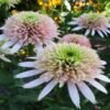 ehinacija cherry fluff echinacea siguldasdarznieks
