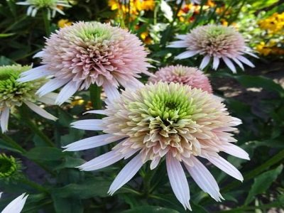ehinacija cherry fluff echinacea siguldasdarznieks ehinacija cherry fluff echinacea siguldasdarznieks