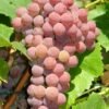 einset seedless