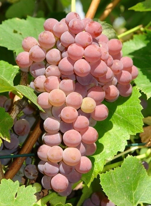 einset seedless einset seedless