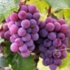 einset seedless0