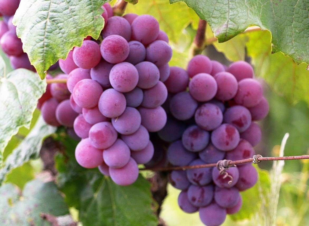 einset seedless0 einset seedless0