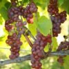 einset seedless1